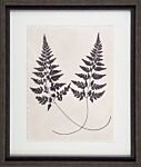 Vintage Fern Study I