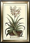 Antique Aloe Iii By Abraham Munting