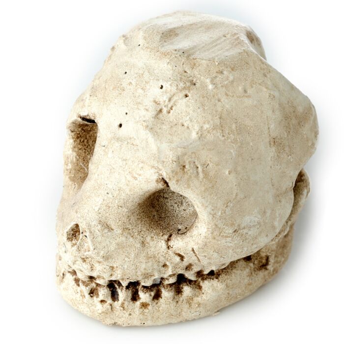Fun Excavation Dig It Out Kit - Human Skull