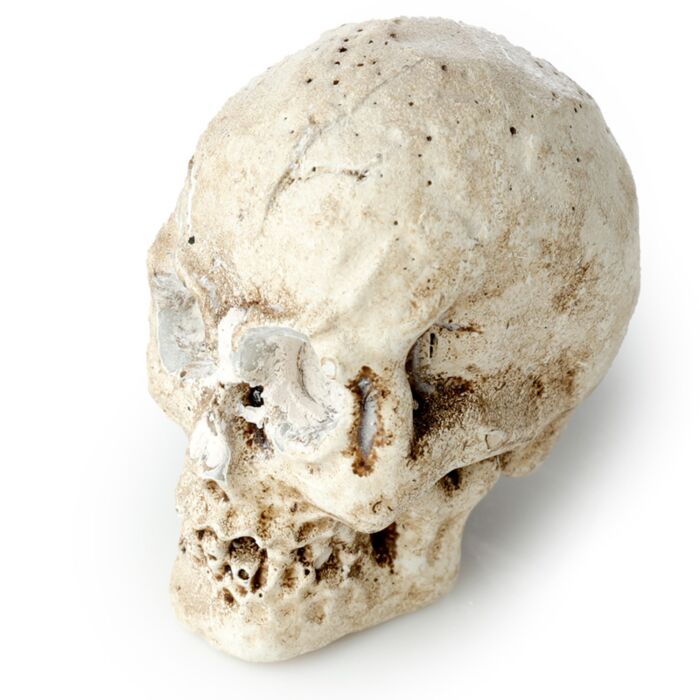 Fun Excavation Dig It Out Kit - Human Skull
