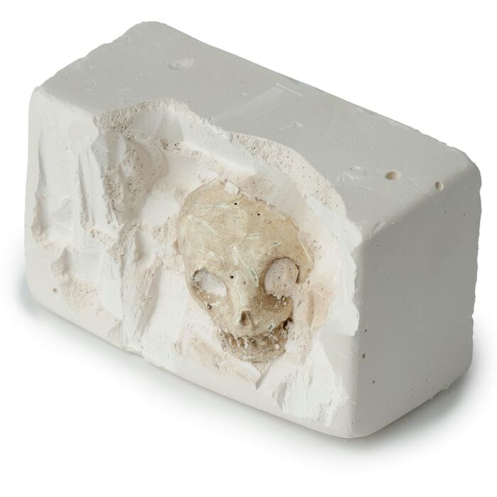 Fun Excavation Dig It Out Kit - Human Skull