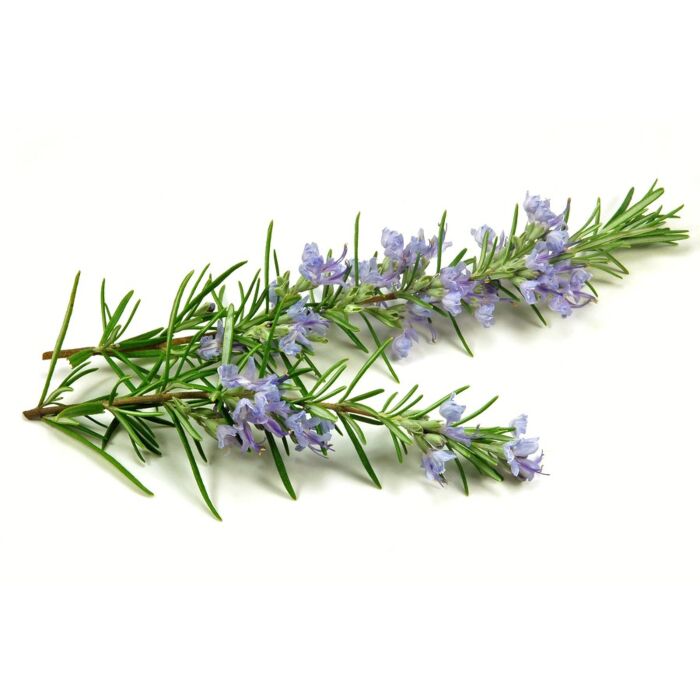 Lavender & Rosemary - Argan Solid Shampoo Loaf