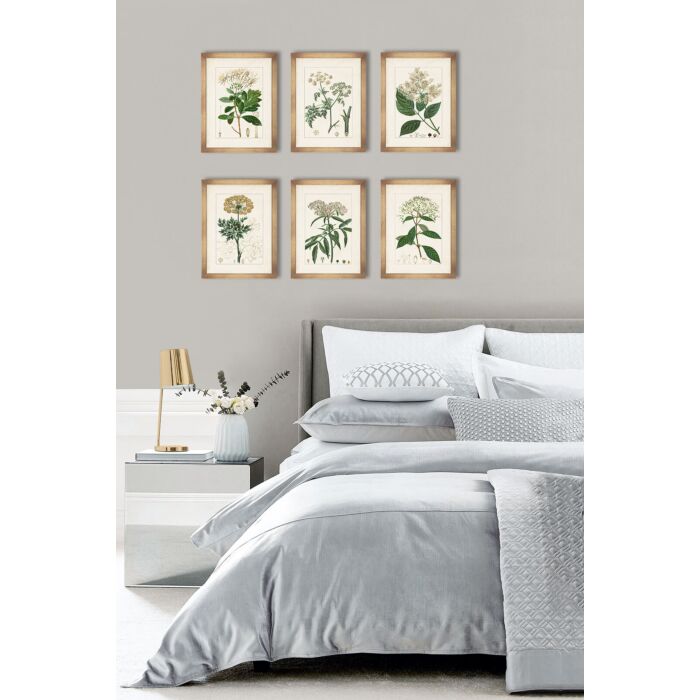 Antique Botanicals I
