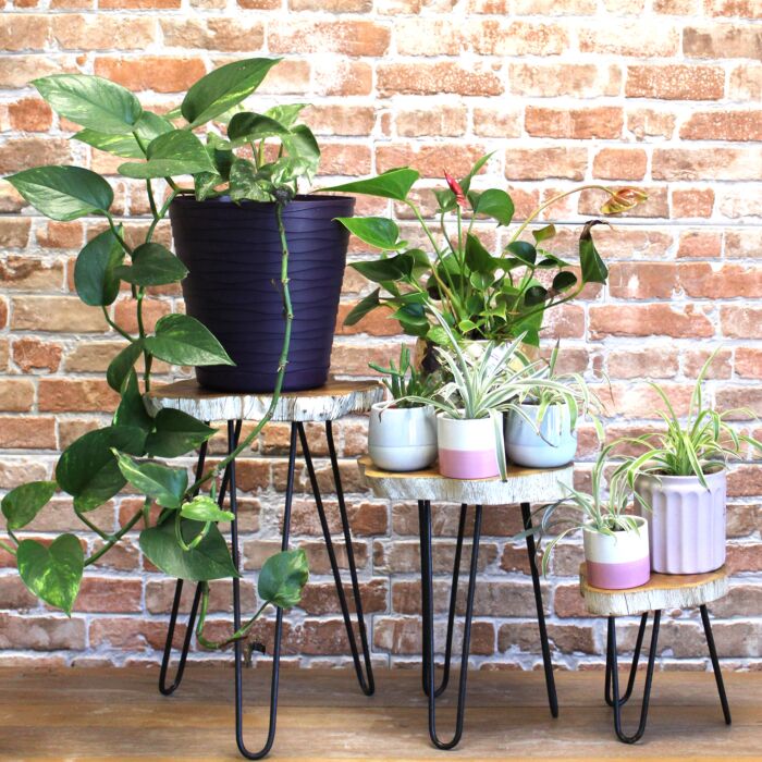 Set Of 3 Gamal Wood Plant Stands - Whitewash