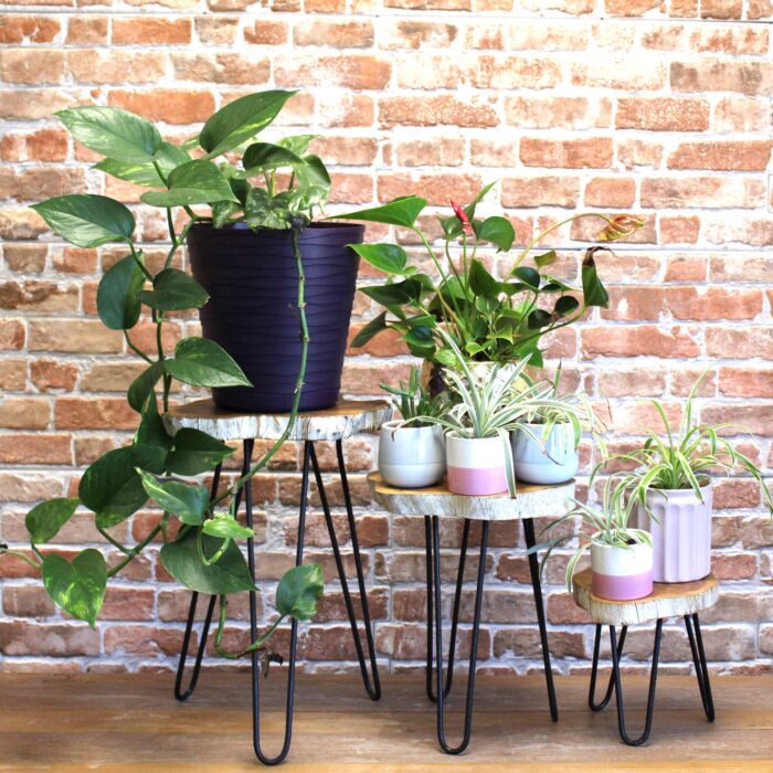 Set Of 3 Gamal Wood Plant Stands - Whitewash