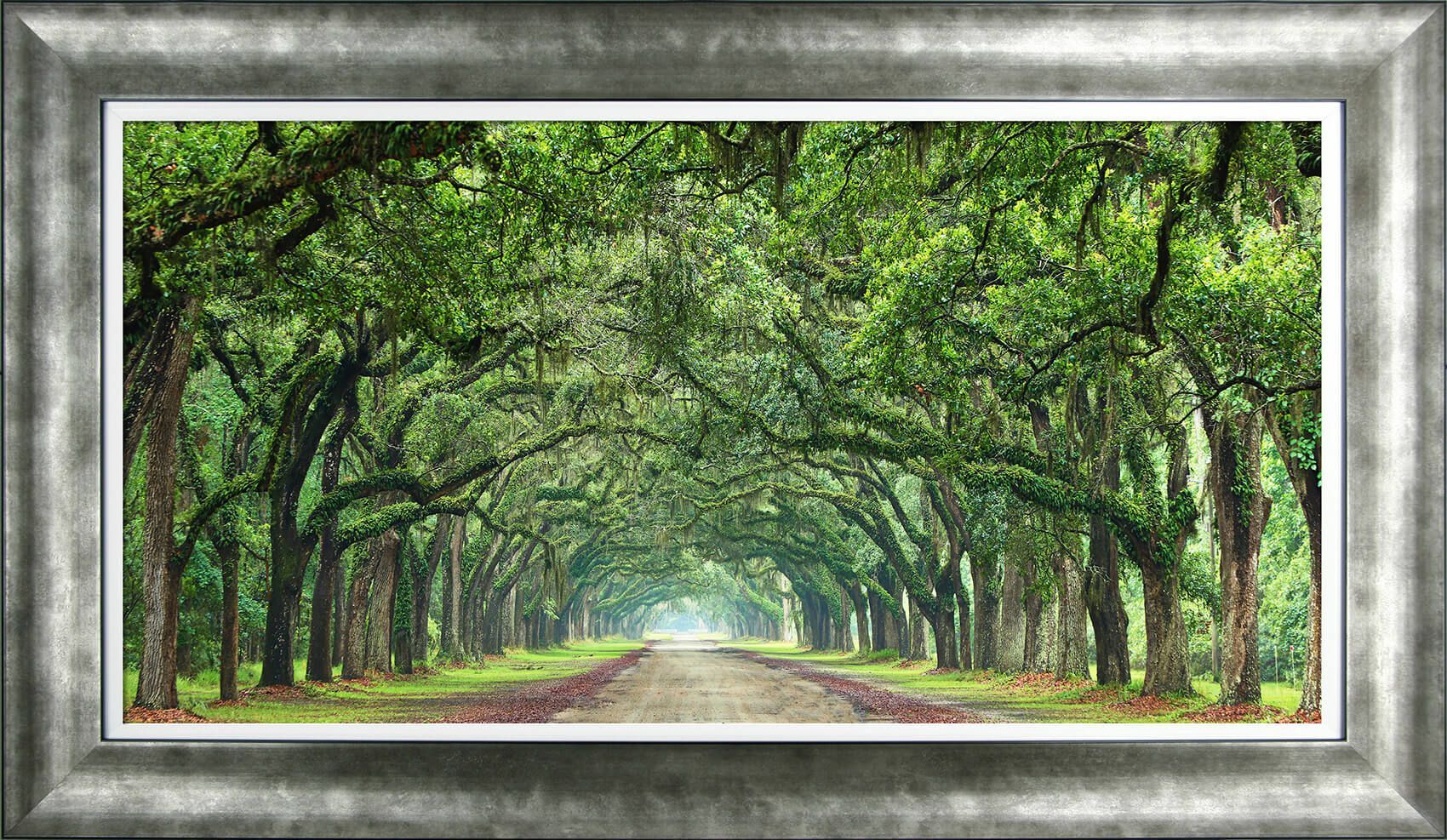 Canopy Road By James Mcloughlin
