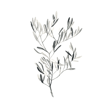 Soft Grey Botanicals Iv By Emma Scarvey