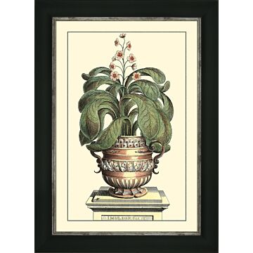 Antique Aloe Ii By Abraham Munting