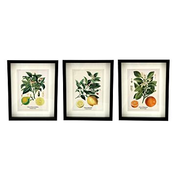 Set Of Three Citrus Picture Frames