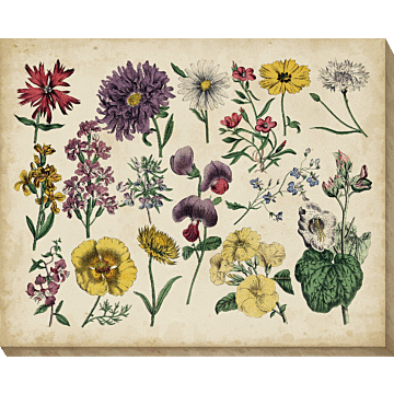 Antique Botanical Chart Ii