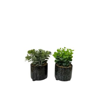 Set Of Two Succulent In Glazed Pots