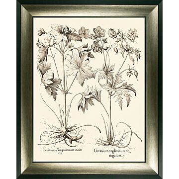 Sepia Botanicals Iv By Besler
