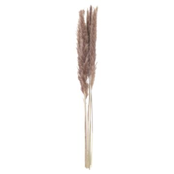 Bunch Of 15 Dried Mini Natural Dried Pampas Grass