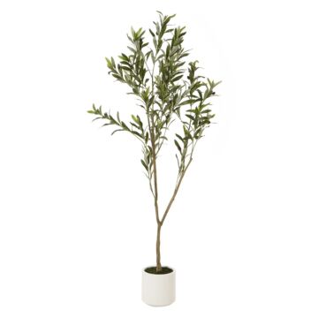 Apulia Olive Tree In White Pot 150cm