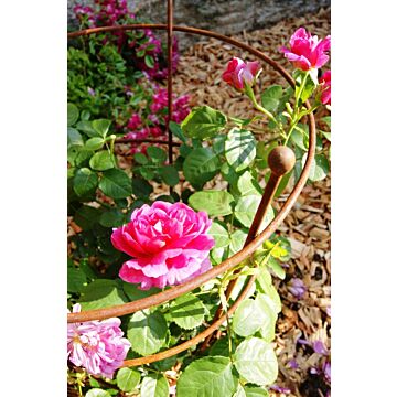 Large Peony Support Bare Metal/ready To Rust (pack Of 2)