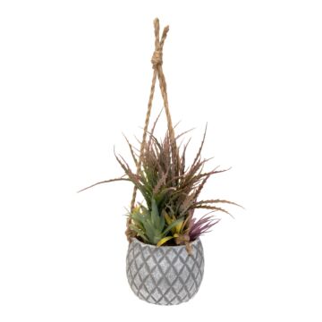 Hanging Succulents In Lattice Design Large Grey Pot