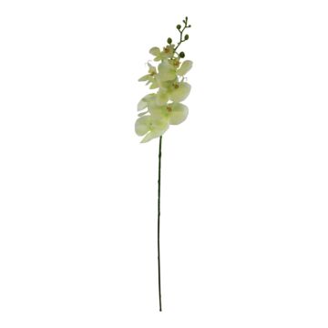 Single Orchid Spray, Cream Flowers, 85cm