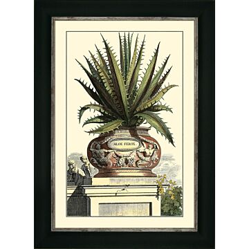 Antique Aloe I By Abraham Munting