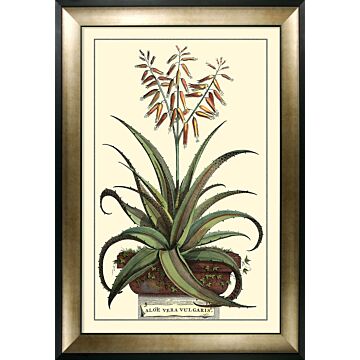 Antique Aloe Iii By Abraham Munting