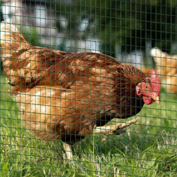 Pawhut Pvc Coated Welded Wire Mesh Fencing Chicken Poultry Aviary Fence Run Hutch Pet Rabbit 30m Dark Green