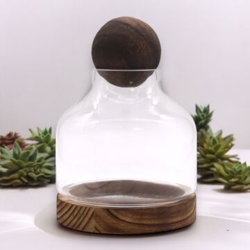 Medium Ball Top Terarium On Dark Tung Wood