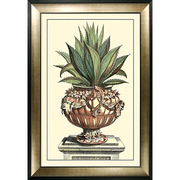 Antique Aloe Iv By Abraham Munting