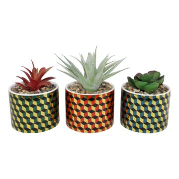 Set Of 3 Succulents In Ceramic Pots With A Cubic Design