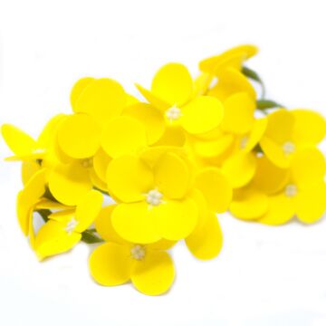 Craft Soap Flowers - Hyacinth Bean - Yellow - Pack Of 10