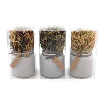 Set Of 3 Dried Grasses In Ceramic Pots