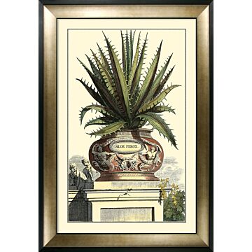 Antique Aloe I By Abraham Munting
