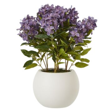 Medium Plum Hydrangea Plant In Pot