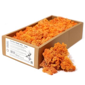 Decoration Reindeer Moss - Orange - (approx 500gm)