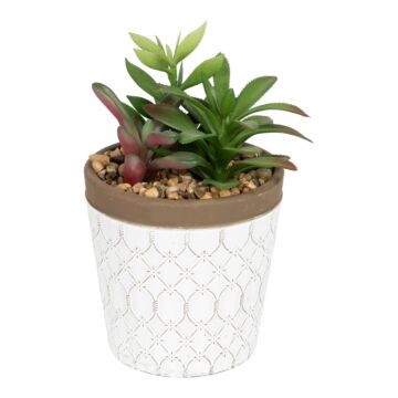 Succulent In White Terracotta Pot