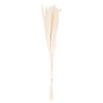 Mini White Dried Pampas Grass Bunch Of 15