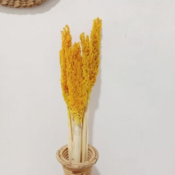 Cantal Grass Bunch - Amber