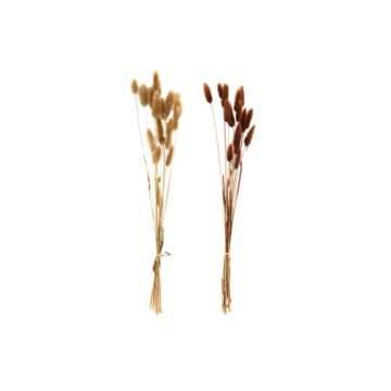 Set Of Two Naturally Dried Lagarus Bouquets In Cream & Brown