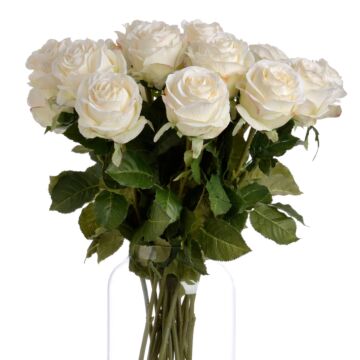 Traditional White Rose