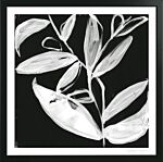 Quirky White Leaves I By Jennifer Goldberger
