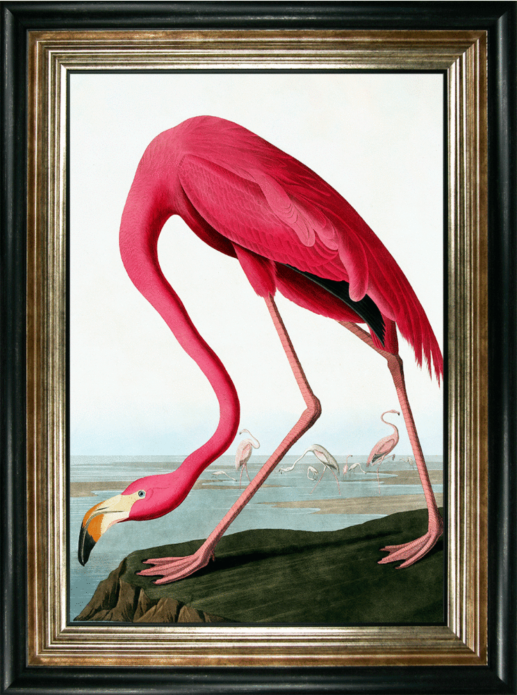 Flamingo By Incado - Framed Art