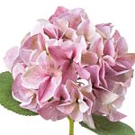 Pink Single Hydrangea