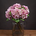 Pink Single Hydrangea