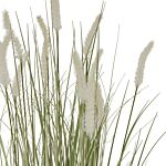 Large Bunny Tail Grass