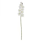 Tall White Butterfly Orchid Stem
