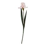 The Natural Garden Collection Pale Pink Fringed Iris