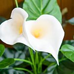 Homcom Set Of 2 Artificial Realistic Calla Lily Flower, Faux Decorative Plant In Nursery Pot For Indoor Outdoor Décor, 55cm