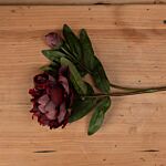 Burgundy Peony Rose