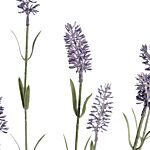 Large Lavender Spray