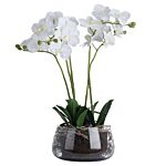 White Orchid In Glass Pot