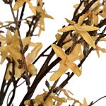 Forsythia