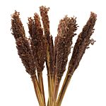 Cantal Grass Bunch - Chocolate